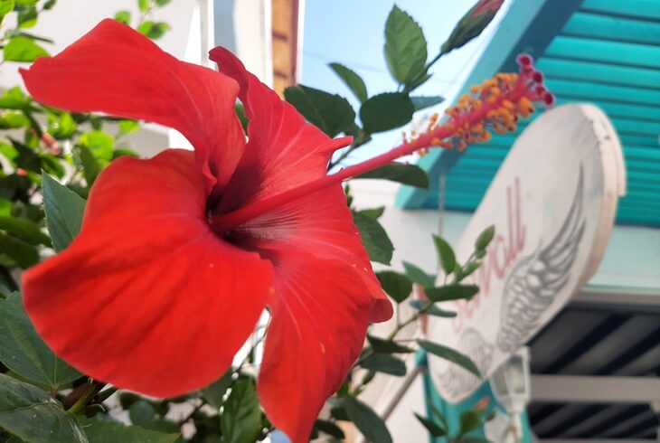 Selimiye&rsquo;de bir sokakta kırmızı hibiskus &ccedil;i&ccedil;eğinin yakın &ccedil;ekimi, arka planda mavi sa&ccedil;aklı bir d&uuml;kkan tabelası.